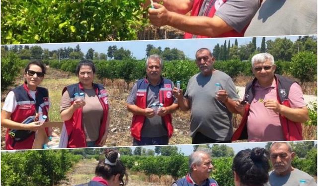 Narenciye bahçelerinde faydalı böcek salımı yapıldı