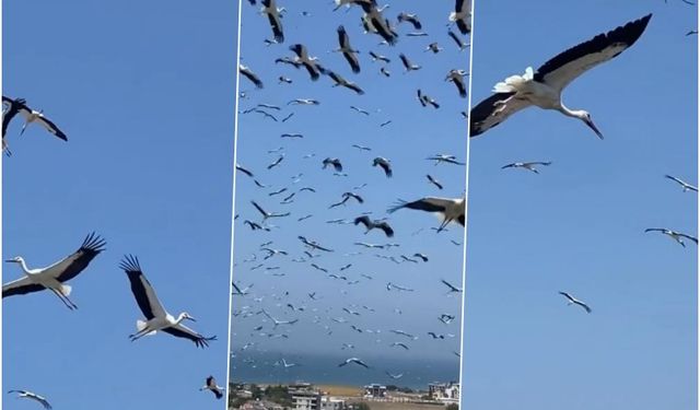 Gökyüzünü kaplayan yüzlerce leyleğin göç yolculuğu
