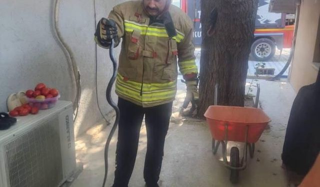 Eve giren yılan ekipler tarafından yakalandı