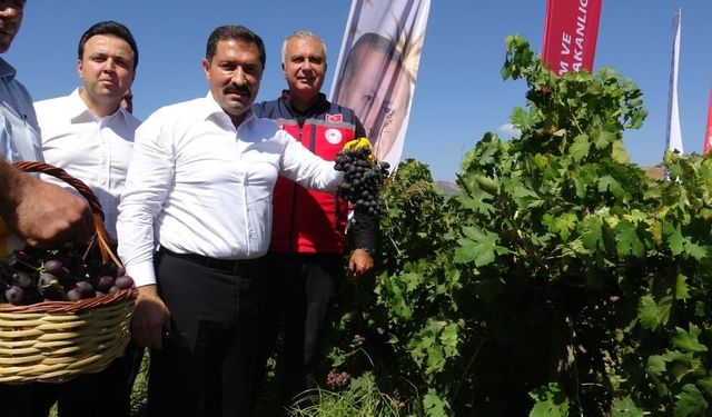 85 bin ton rekolte bekleniyor🍇