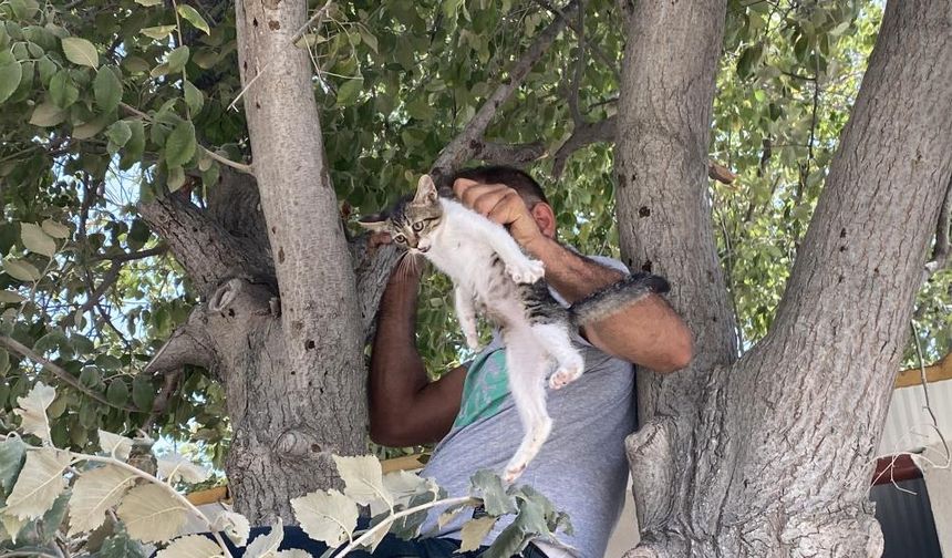 Ağaçta mahsur kalan yavru kedi vatandaşın dikkatiyle kurtarıldı
