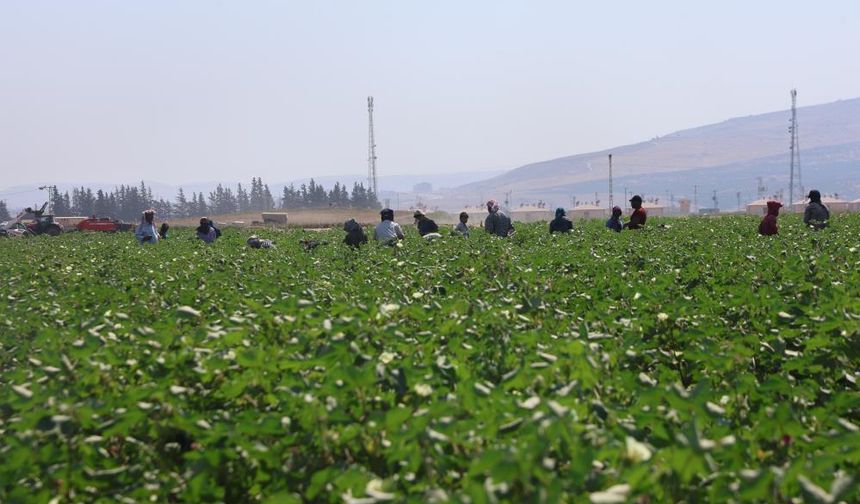 Tarım işçileri, 45 dereceyi aşan sıcakta 650 TL yevmiyeyle pamuk tarlasında zorlu mesai sürdürüyorlar