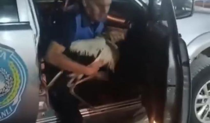 Reyhanlı’da bitkin halde bulunan leylek, zabıta ekiplerince koruma altına alındı