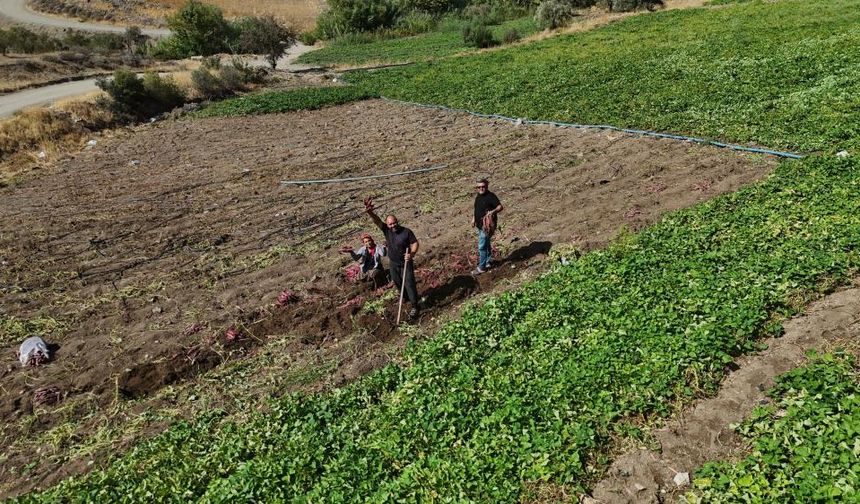 İsmi gibi tadıyla dikkat çeken şifa deposu tatlı patateste hasat başladı