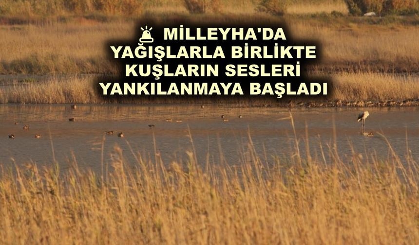 Milleyha'da yağışlarla birlikte kuşların sesleri yankılanmaya başladı