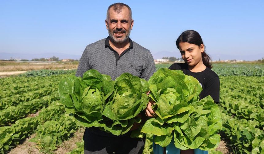 Marul 25 TL’den alıcı buluyor