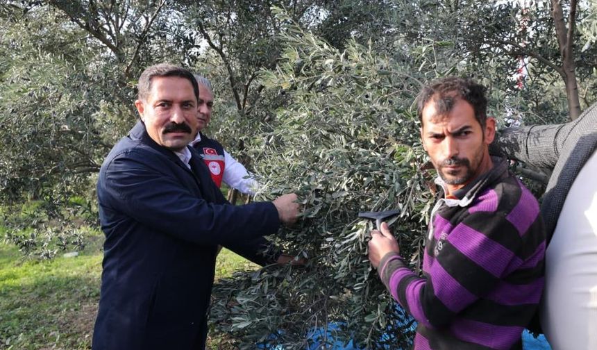 Hatay'da 17 milyon 102 bin ağaçta, 201 bin ton zeytin rekoltesi bekleniyor
