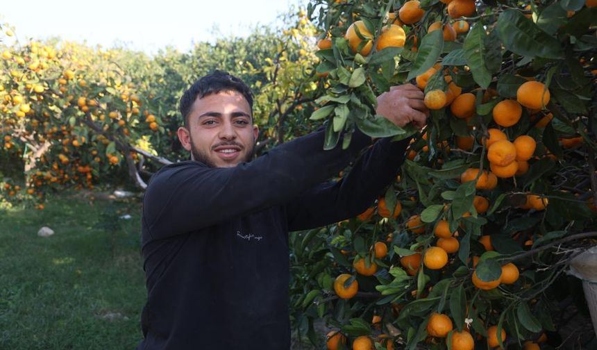 Mandalinanın fiyatı 2 TL'ye düşünce tonlarca ürünü vatandaşlara ücretsiz dağıttı