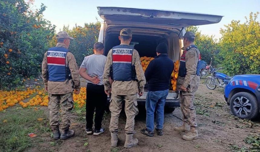 Portakal hırsızları suçüstü yakalandı