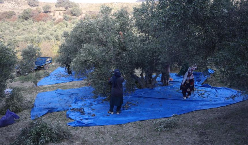 Kuraklık zeytin hasadında yağ verimini olumsuz etkiledi