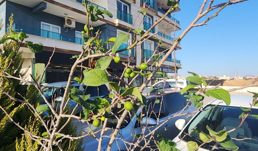 Erik ağacı aralık ayında meyve verdi