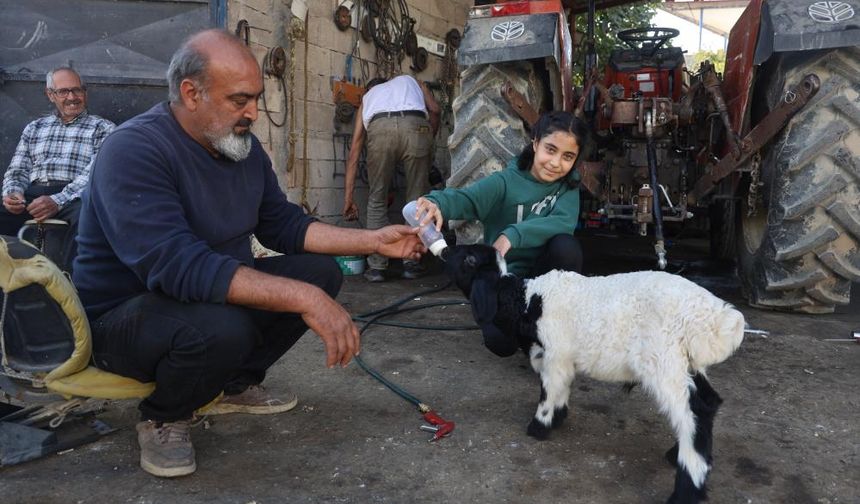 Annesi telef olan kuzuya şefkatle yaklaşan aile, Karabaş'ı biberonla besliyor