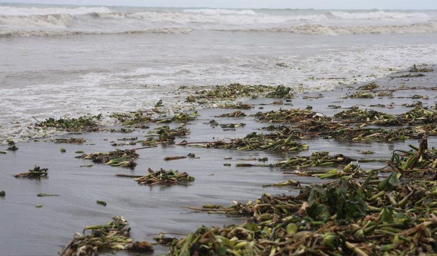 Asi nehrini istila eden su sümbülleri kuvvetli yağışla birlikte Akdeniz kıyısını yeşile bürüdü