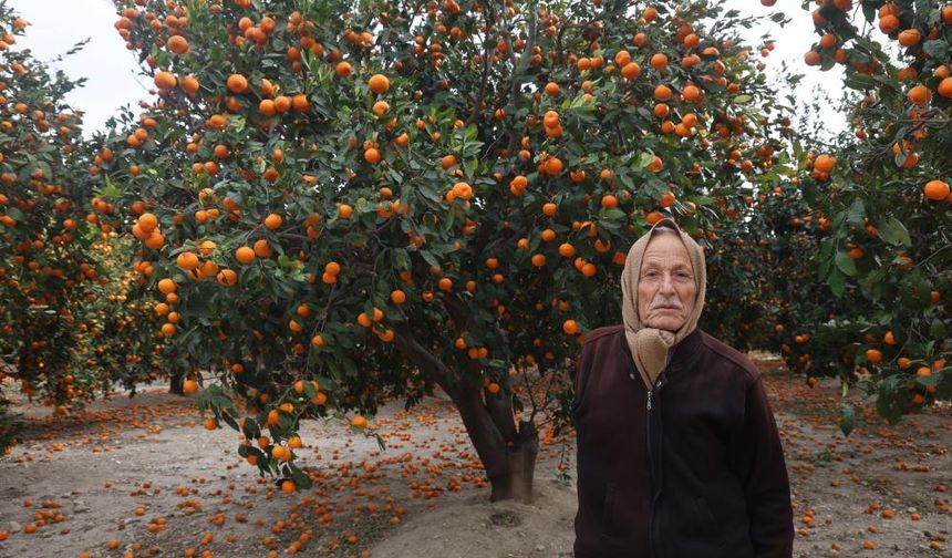 Mandalina bahçelerinde toprak turuncuya döndü