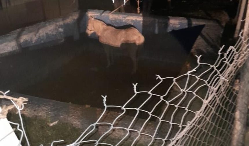 Havuza düşerek mahsur kalan atı itfaiyeciler kurtardı