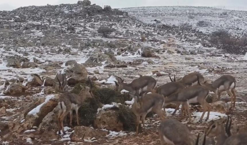 ‘Gazella gazella' dağ ceylanlarının kar keyfi