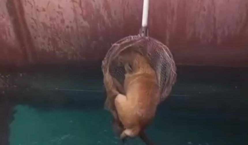 Gemiden denize düşen köpeği itfaiye kurtardı
