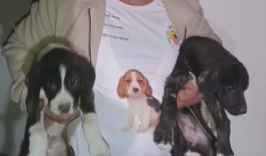 Yıkılacak binadaki yavru köpekleri kurtaran hayvansever yürekleri ısıttı