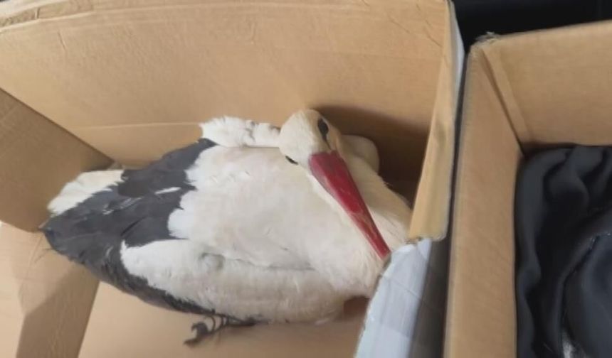 Göç yolundaki leyleklere av tüfeğiyle ateş ettiler