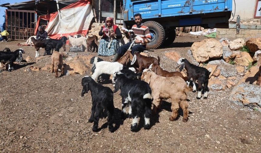 Telef olan küçükbaş hayvanların yavrularını biberonla yaşatmaya çalışıyorlar