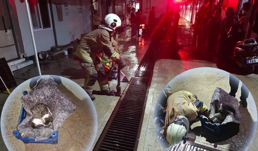 Su giderine yavrulayan anne kedi ve yavrularını itfaiye kurtardı