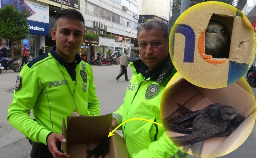 Göç yolunda yorgun düşen Ebabil kuşlarına polisten yürek ısıtan şefkat