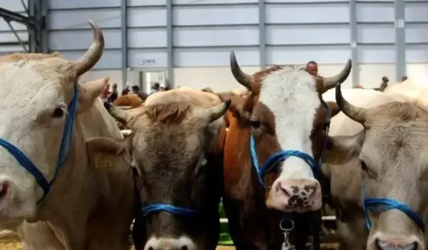 2026 Vekaletle Kurban kesim bedelleri açıklandı🐑