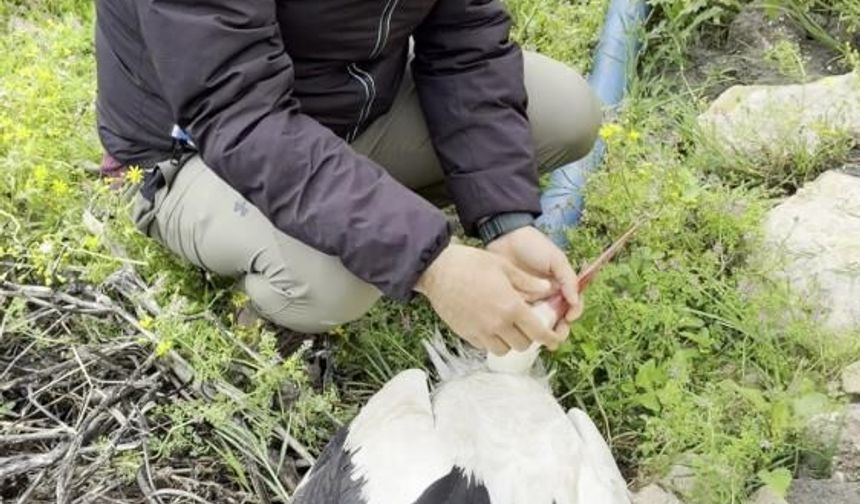 Saçmaların hedefi olan leyleğe kuş gözlemcisinden ilk yardım