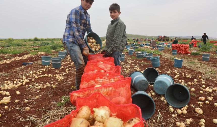 Soğan, tarlada 25 TL'den satılıyor