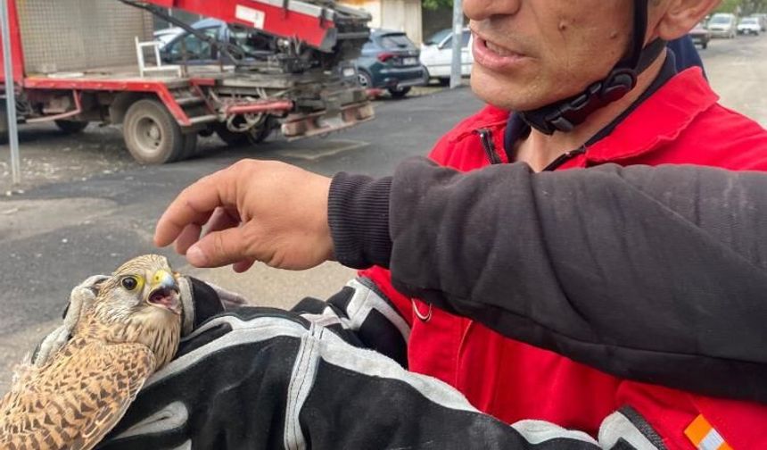 Dörtyol'da yaralı atmaca araca sığındı