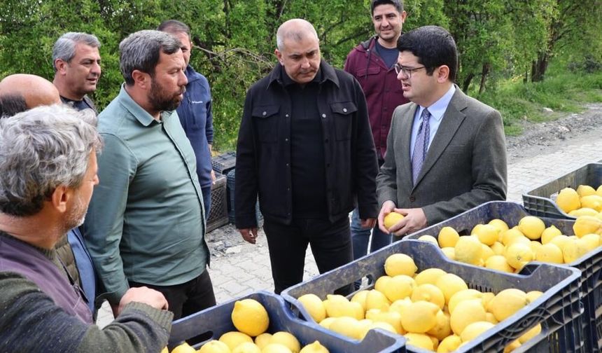 Arsuz'da limon hasadı başladı