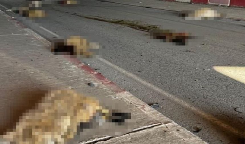 Otomobil sürüye daldı, 17 koyun telef oldu