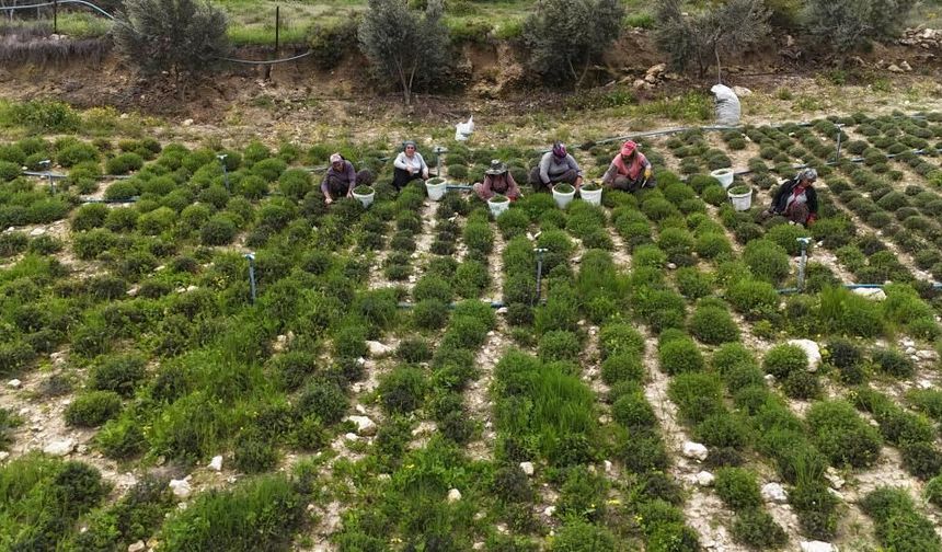 Sofraların vazgeçilmezi zahterde bereketli hasat