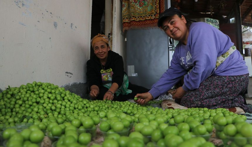 Turfanda hasat edilen can eriği Avrupa ülkelerine ihraç ediliyor