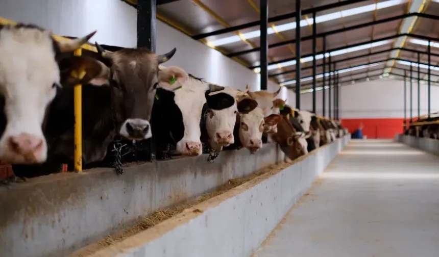 2026 yılı kurbanlık fiyatları belirlendi