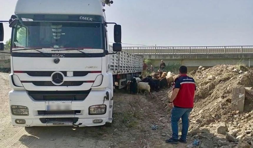 Kurban Bayramı öncesi hayvan sevkiyatlarına sıkı denetim