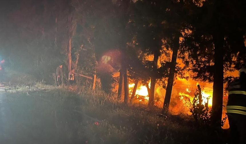 Arsuz'da ağaçlık alan alevlere teslim oldu