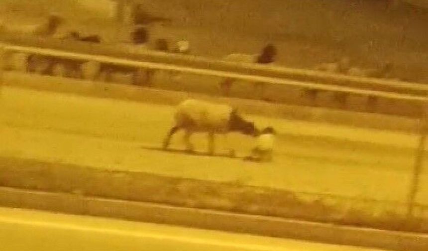 Firari koyun sürüsü kara yoluna çıkıp, üst geçidi kullandı