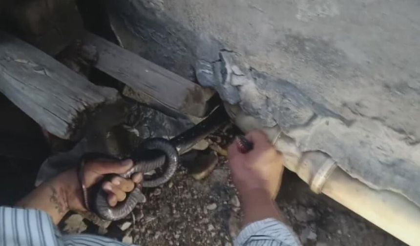 1 buçuk metrelik 2 yılanı saklandığı delikte yakaladı