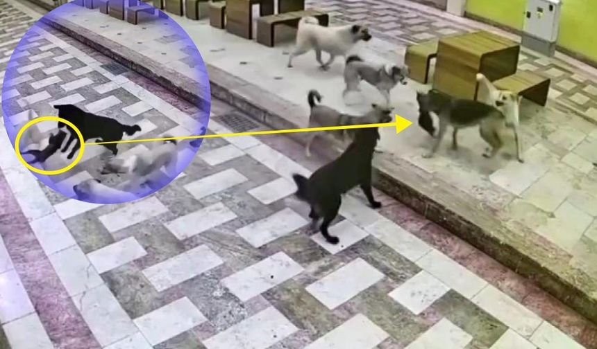 🐈‍⬛😿Kedinin tek başına 6 köpekle🐕mücadele ettiği anlar