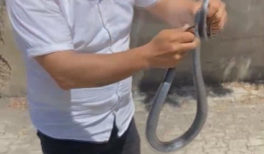 Eliyle yakaladığı yılan🐍bacağını ısırdı