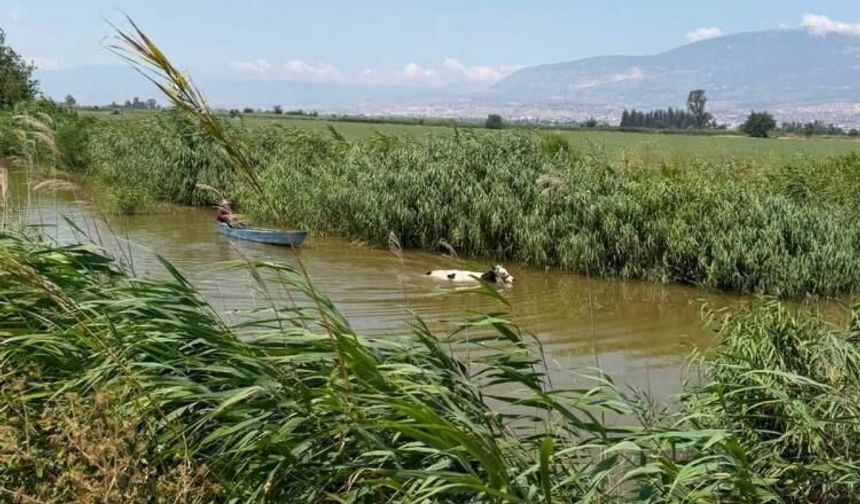 Su kanalına düşen ineği 🐄itfaiye kurtardı