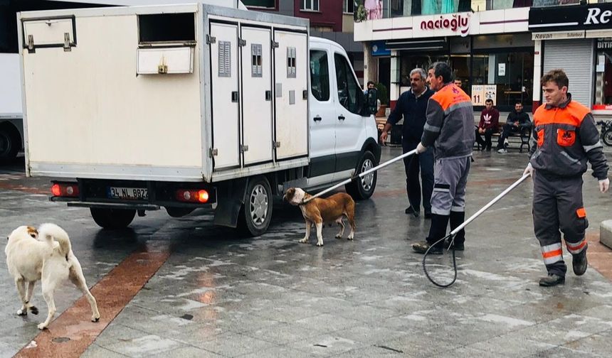 Bakan Çiftçi: Yılbaşına kadar tüm sokak🐕köpekleri toplatılacak