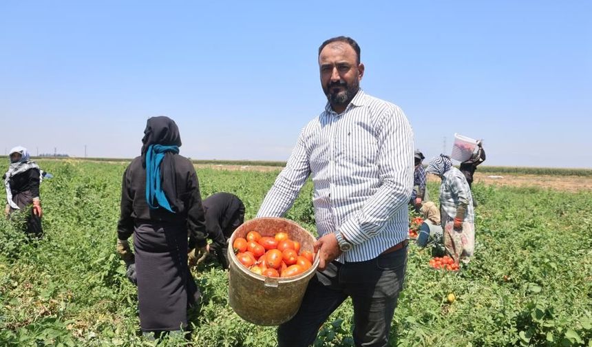 Domates tarlada 15 TL'den alıcı buluyor