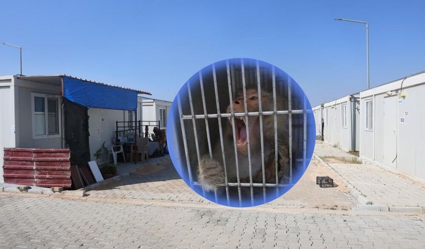Firari maymun, ortalığı birbirine kattı