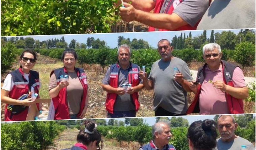 Narenciye bahçelerinde faydalı böcek salımı yapıldı