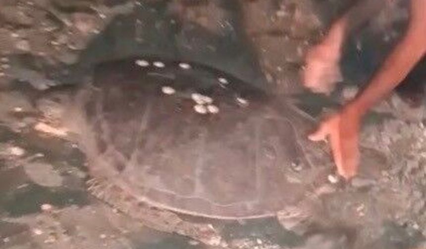 Yolunu şaşıran caretta carettayı kucağına alıp denize kavuşturdu