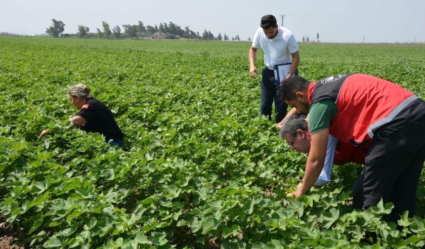 Hatay’da pamuk, soya ve ayçiçeği üretim alanları kontrol edildi