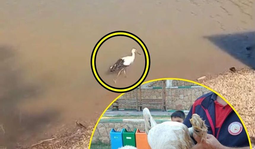 Yaralı leylek ekipler tarafından kurtarıldı
