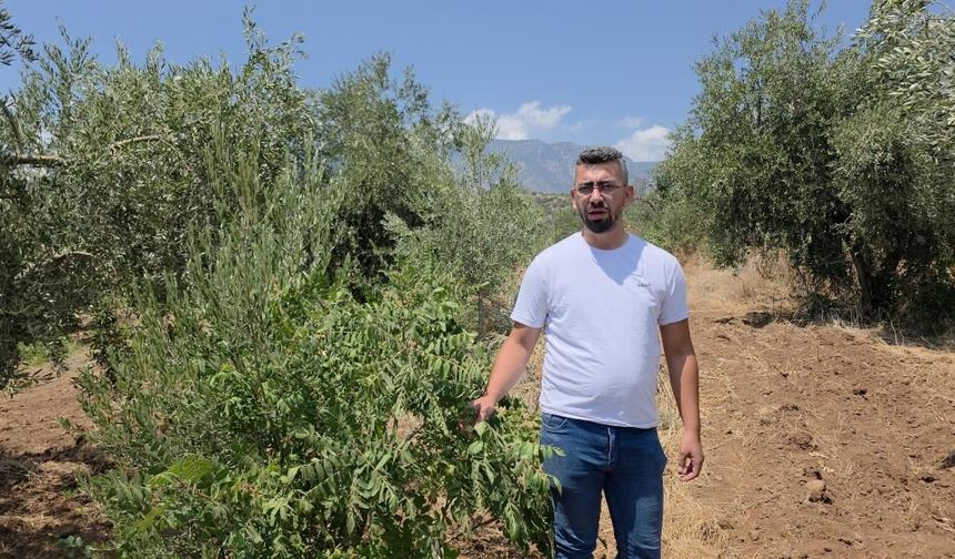 Sumağımı topladın tartışması kavgaya dönüşüyordu